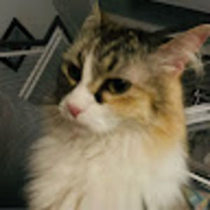 Meet your Posher, Evie